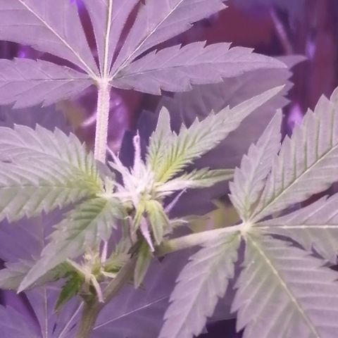 Génétique inconnue growlog timeline photo
