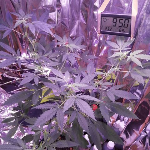 Génétique inconnue growlog timeline photo