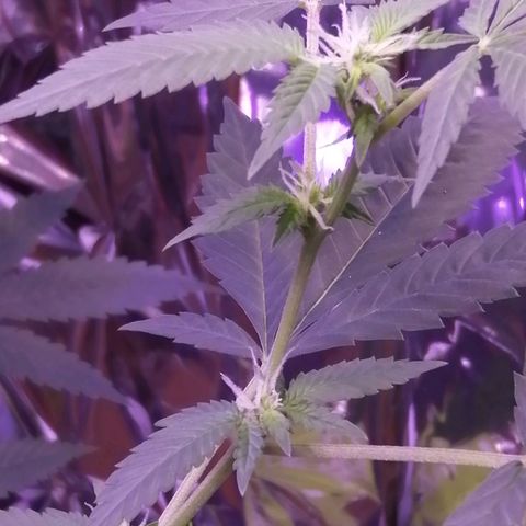 Génétique inconnue growlog timeline photo