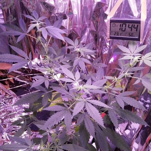 Génétique inconnue growlog timeline photo