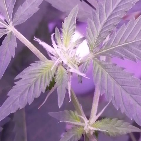 Génétique inconnue growlog timeline photo