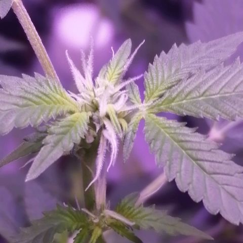 Génétique inconnue growlog timeline photo