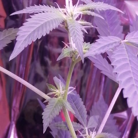 Génétique inconnue growlog timeline photo