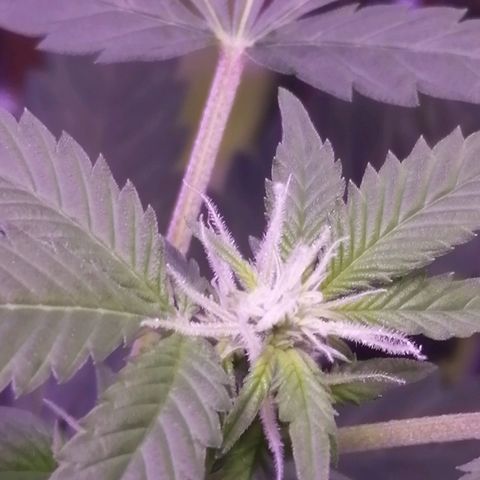 Génétique inconnue growlog timeline photo