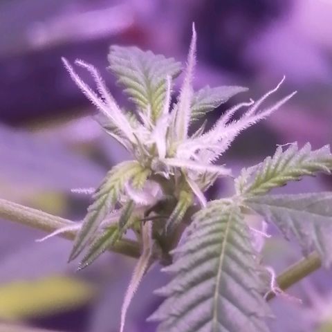 Génétique inconnue growlog timeline photo