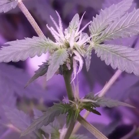 Génétique inconnue growlog timeline photo