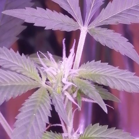 Génétique inconnue growlog timeline photo
