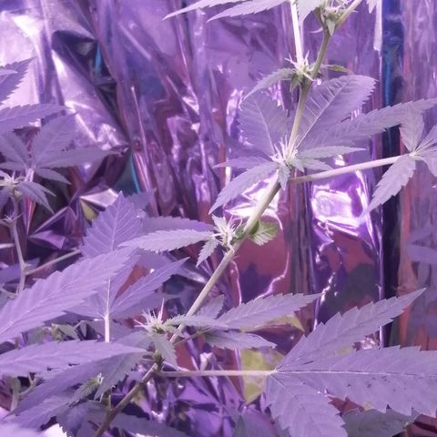 Génétique inconnue growlog timeline photo