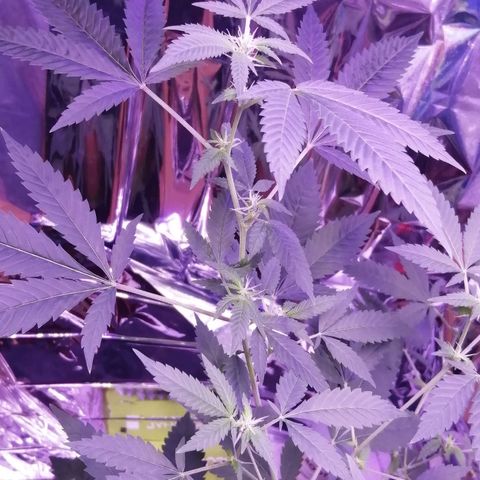 Génétique inconnue growlog timeline photo