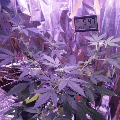 Génétique inconnue growlog timeline photo