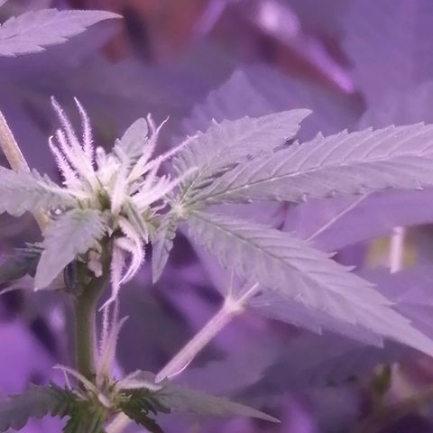 Génétique inconnue growlog timeline photo