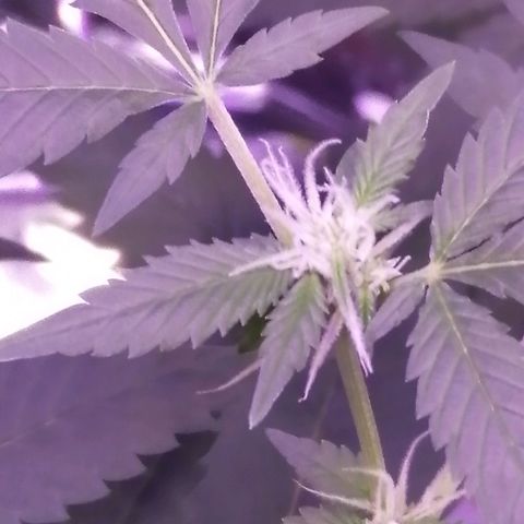 Génétique inconnue growlog timeline photo