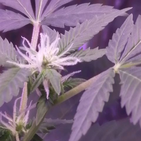 Génétique inconnue growlog timeline photo