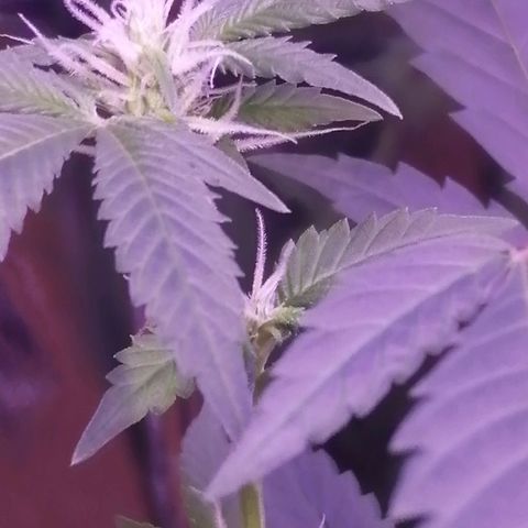 Génétique inconnue growlog timeline photo