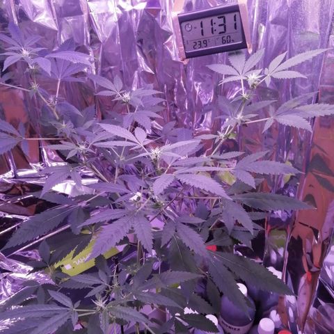 Génétique inconnue growlog timeline photo