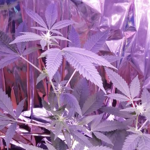 Génétique inconnue growlog timeline photo