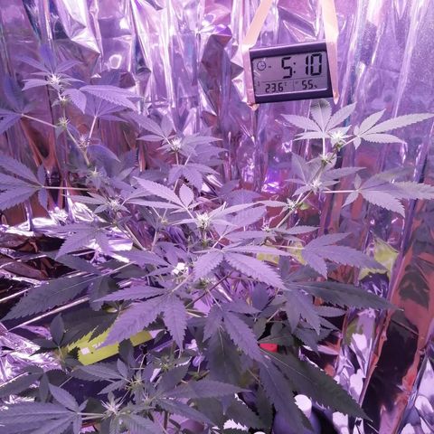Génétique inconnue growlog timeline photo