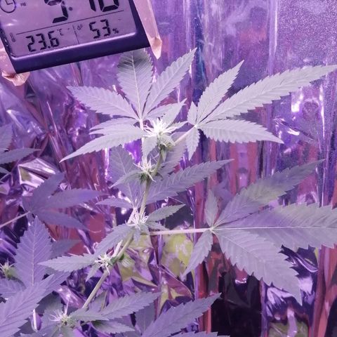 Génétique inconnue growlog timeline photo