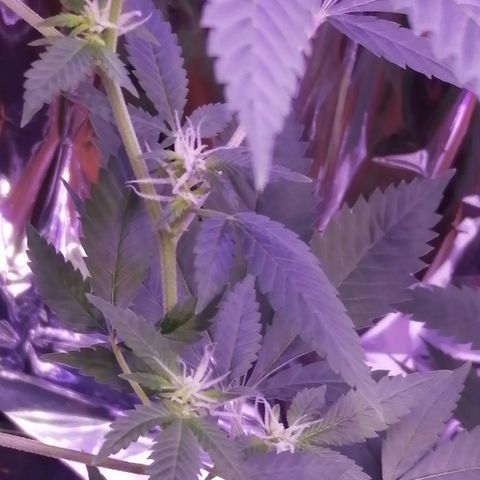 Génétique inconnue growlog timeline photo