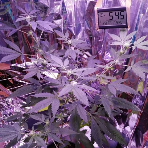 Génétique inconnue growlog timeline photo