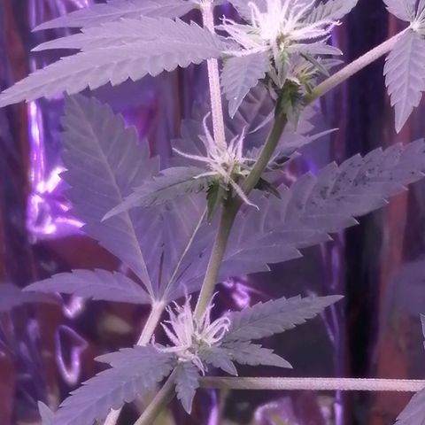 Génétique inconnue growlog timeline photo
