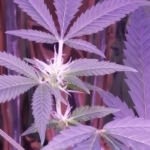 Génétique inconnue growlog timeline photo
