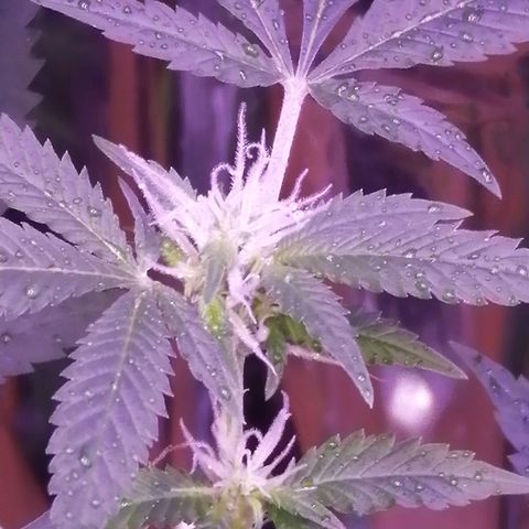 Génétique inconnue growlog timeline photo