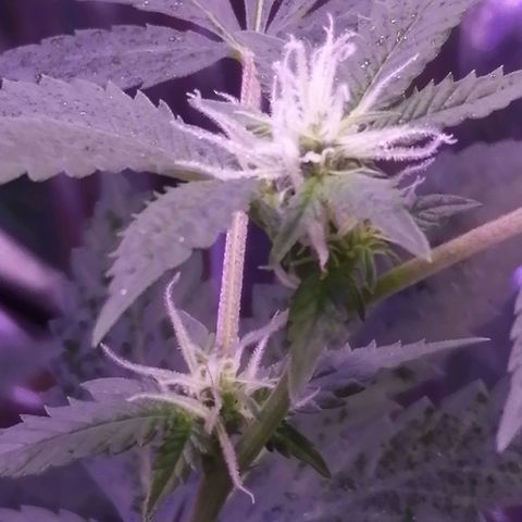 Génétique inconnue growlog timeline photo