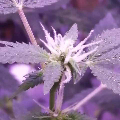 Génétique inconnue growlog timeline photo