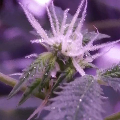 Génétique inconnue growlog timeline photo
