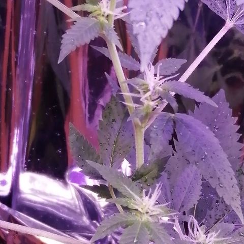 Génétique inconnue growlog timeline photo