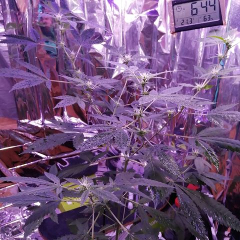 Génétique inconnue growlog timeline photo