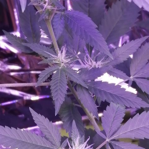 Génétique inconnue growlog timeline photo