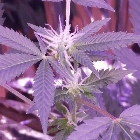 Génétique inconnue growlog timeline photo