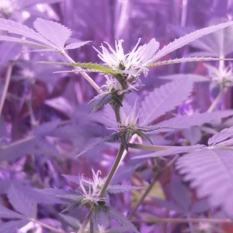 Génétique inconnue growlog timeline photo
