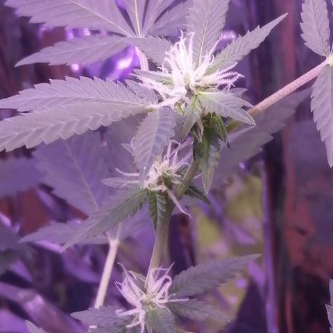 Génétique inconnue growlog timeline photo