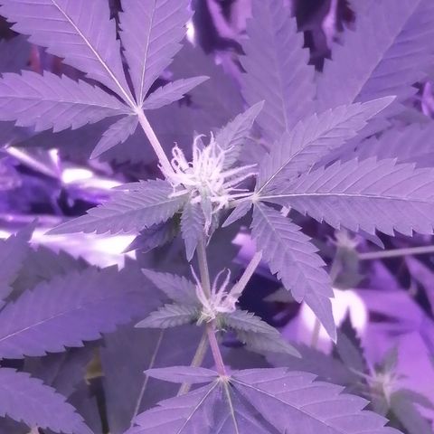 Génétique inconnue growlog timeline photo