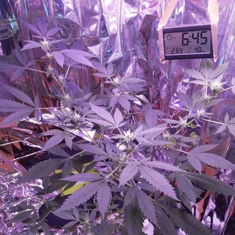 Génétique inconnue growlog timeline photo