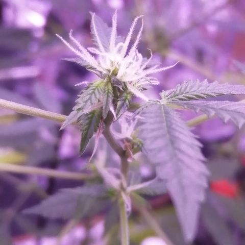 Génétique inconnue growlog timeline photo
