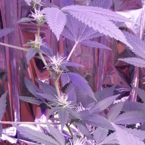 Génétique inconnue growlog timeline photo