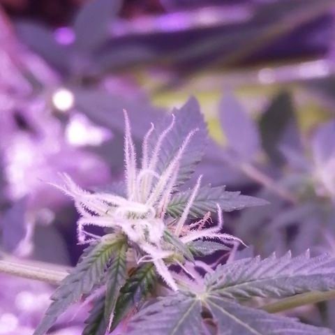 Génétique inconnue growlog timeline photo
