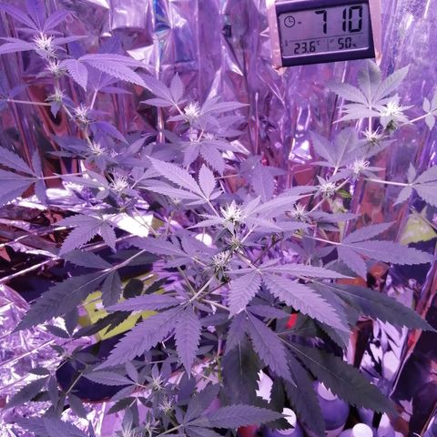 Génétique inconnue growlog timeline photo