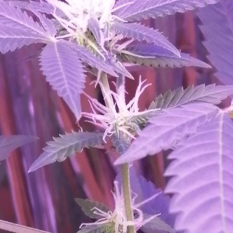 Génétique inconnue growlog timeline photo