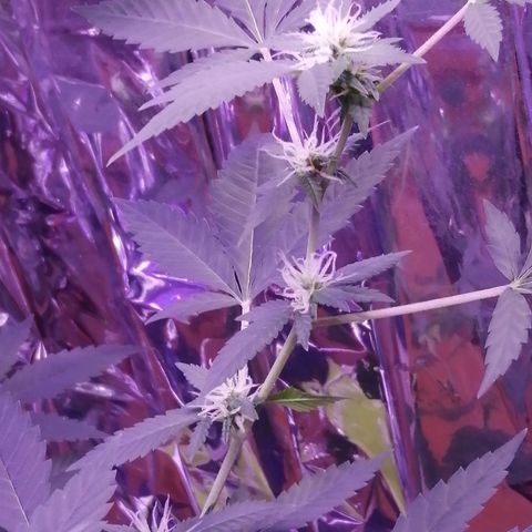 Génétique inconnue growlog timeline photo