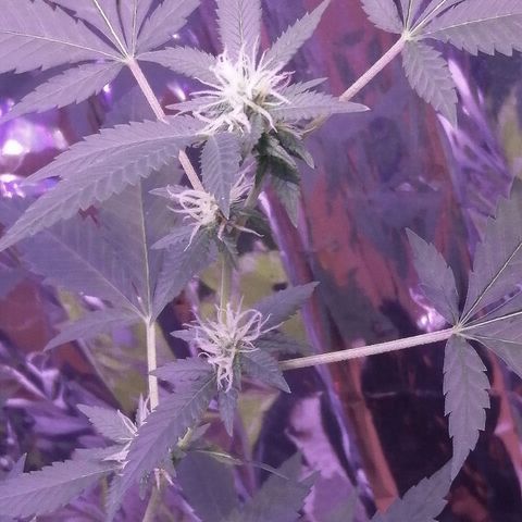 Génétique inconnue growlog timeline photo