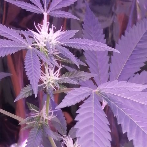 Génétique inconnue growlog timeline photo