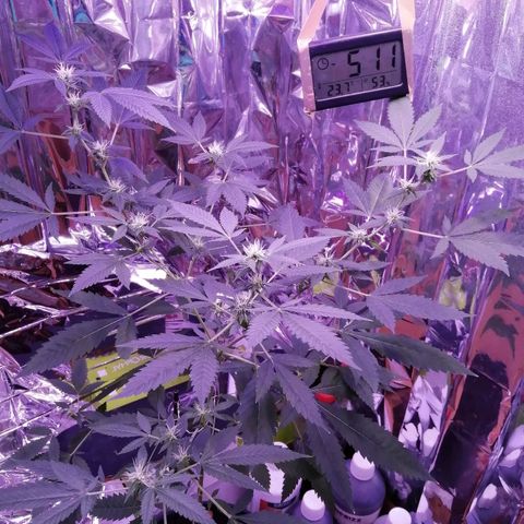 Génétique inconnue growlog timeline photo