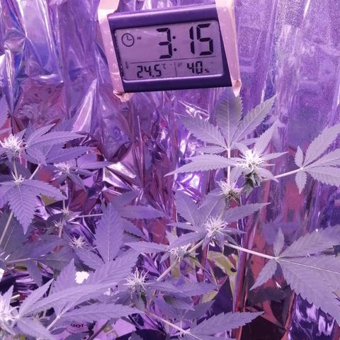 Génétique inconnue growlog timeline photo