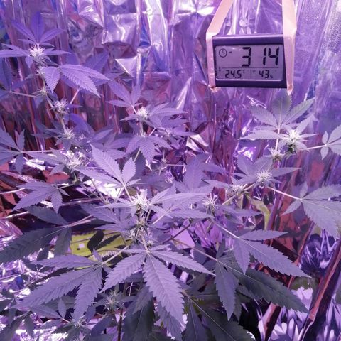 Génétique inconnue growlog timeline photo