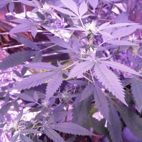 Génétique inconnue growlog timeline photo